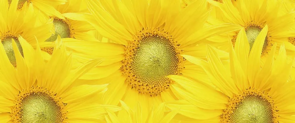 Sunny Yellow